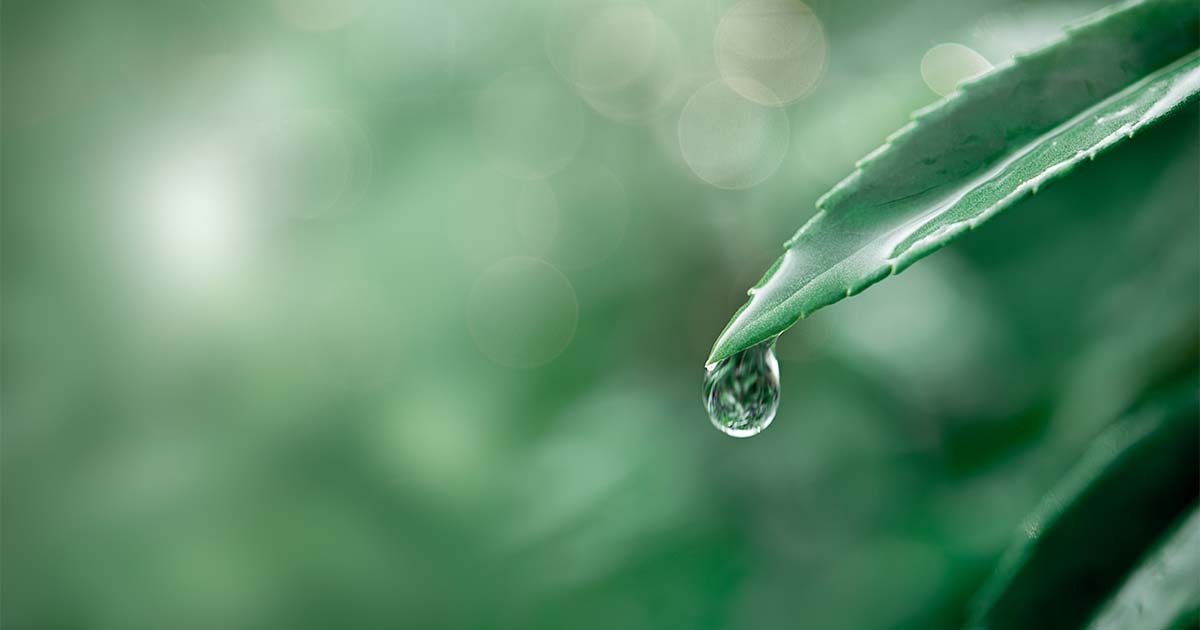 leaf with water droplet